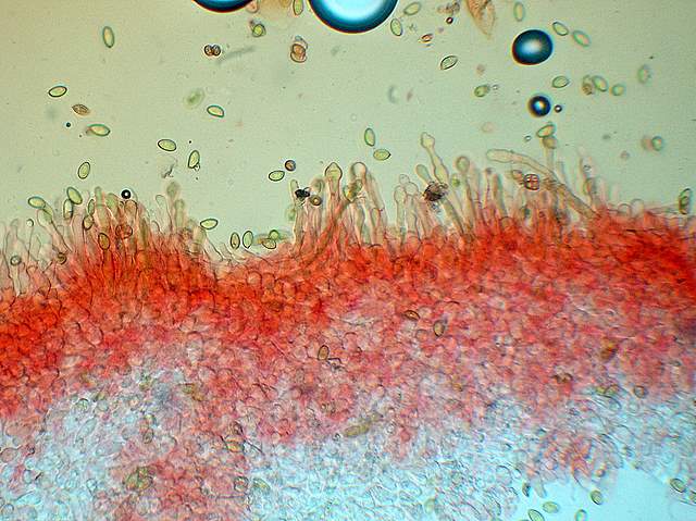 Galerina spec. Cod.: 0947-07
